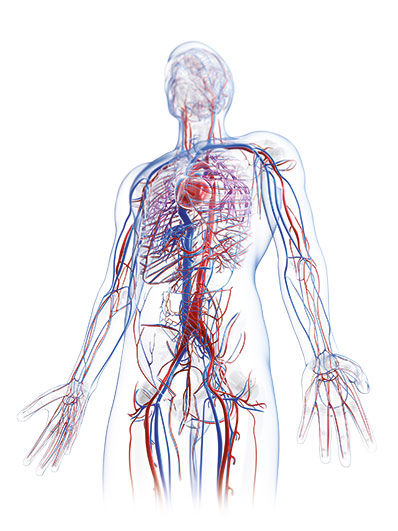 Sistema vascular mostrado en una persona