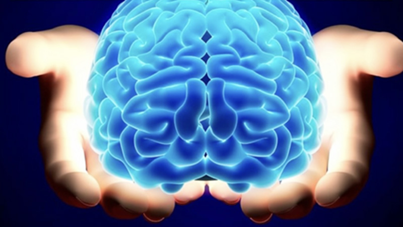 Ilustración en 3D de un cerebro sostenido con dos manos